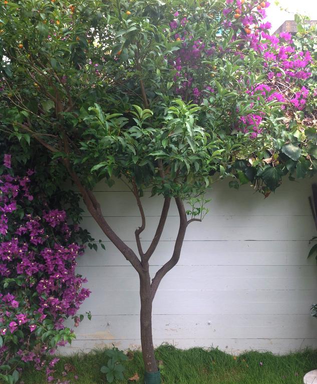 A Casa Di Lolu Bed & Breakfast Grottammare Bagian luar foto